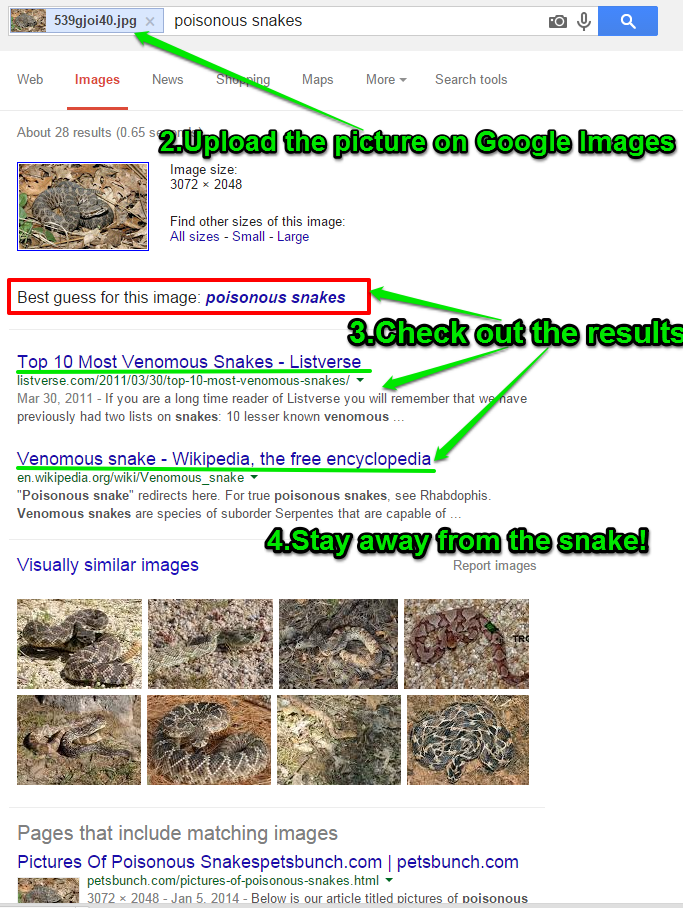 Gyvatės nuotraukos „Google“ rezultatai